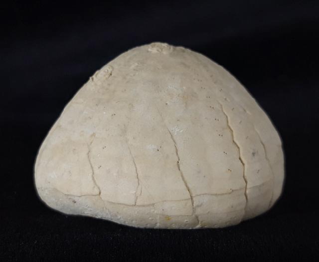 Echinocorys sulcata (GOLDFUSS 1826) - Bild &copy; FossNet FossilienStore